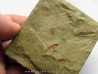 bigotinops dangeardi (1)