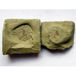 bigotinops dangeardi (2)