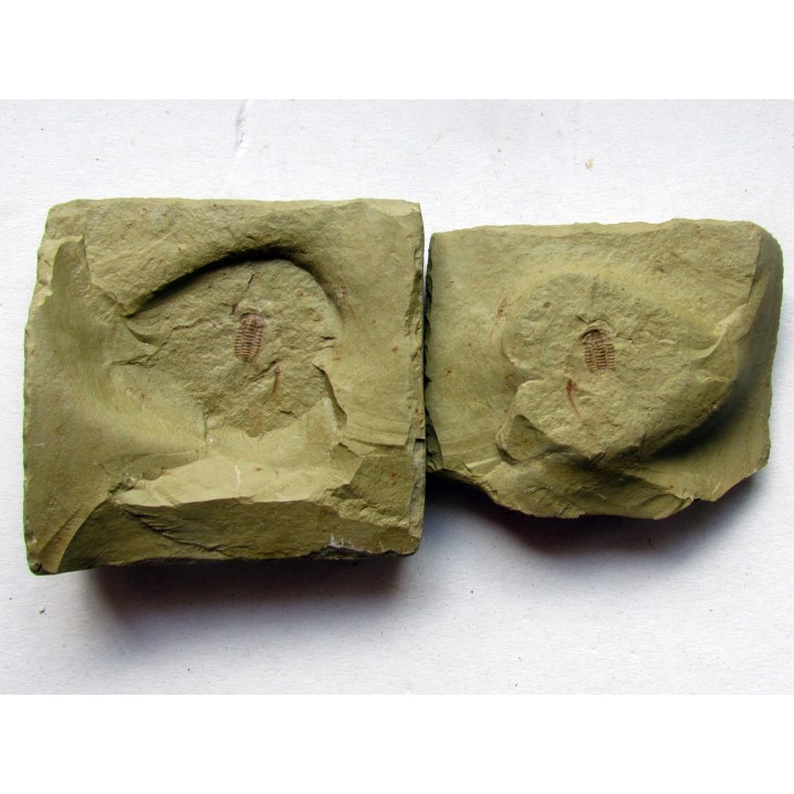 bigotinops dangeardi (2)