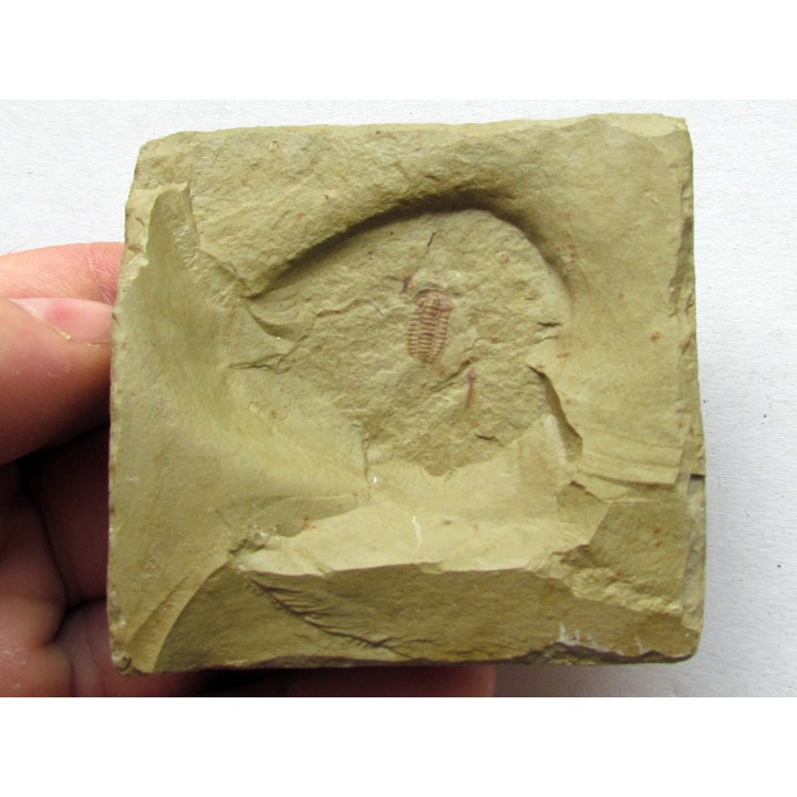 bigotinops dangeardi (2)