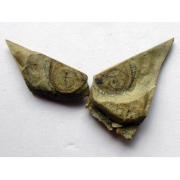 bigotinops dangeardi (3)
