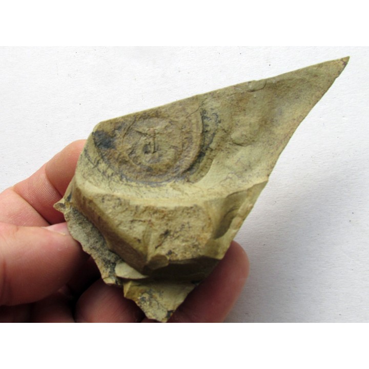 bigotinops dangeardi (3)