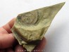 bigotinops dangeardi (3)