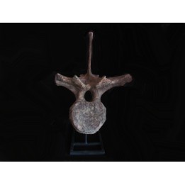 dinosaure vertebra: TRICERATOPS HORRIDUS