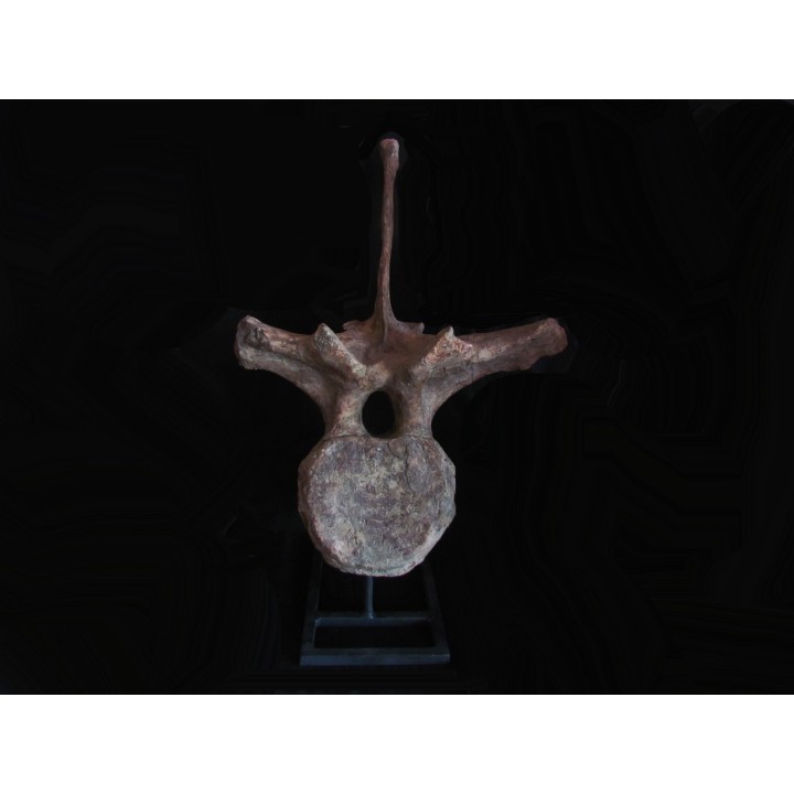 dinosaure vertebra: TRICERATOPS HORRIDUS