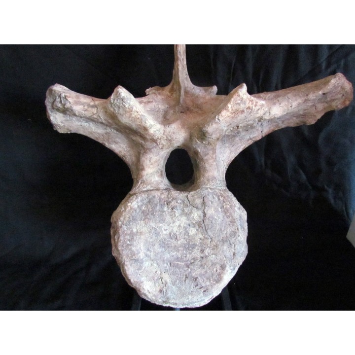 dinosaure TRICERATOPS HORRIDUS