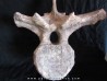 dinosaure TRICERATOPS HORRIDUS