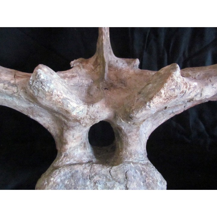 dinosaure TRICERATOPS HORRIDUS