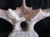 dinosaure TRICERATOPS HORRIDUS