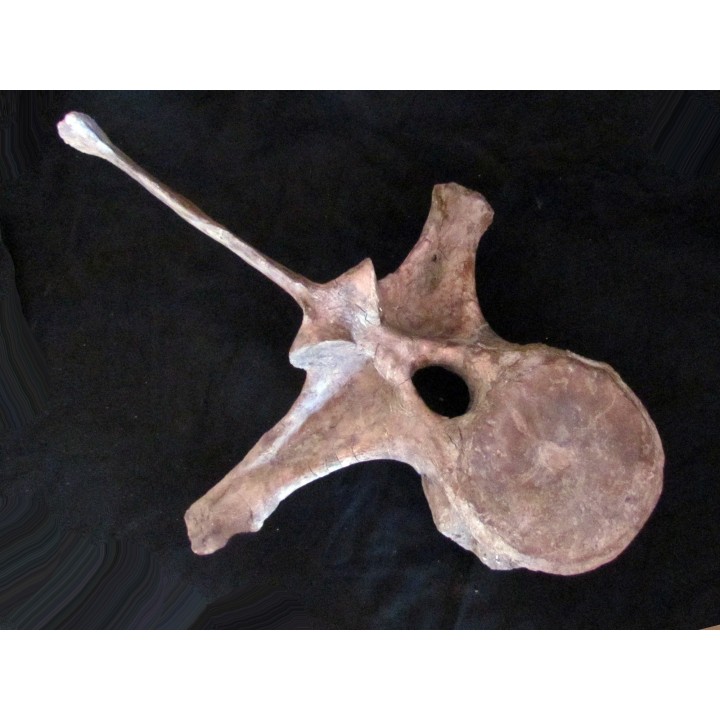 dinosaure vertebra: TRICERATOPS HORRIDUS