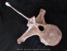 dinosaure vertebra: TRICERATOPS HORRIDUS