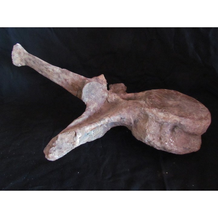 dinosaure vertebra: TRICERATOPS HORRIDUS