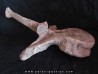 dinosaure TRICERATOPS HORRIDUS