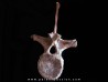 dinosaure vertebra: TRICERATOPS HORRIDUS