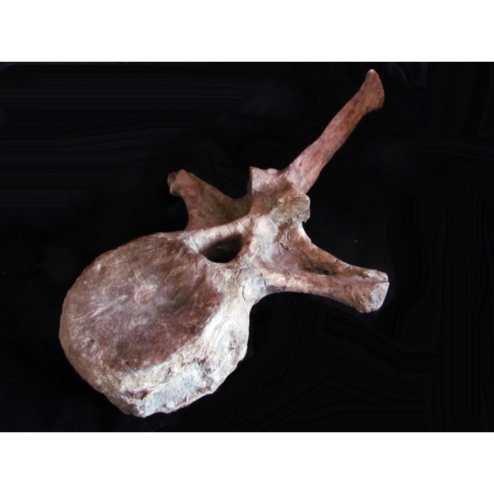 dinosaure vertebra: TRICERATOPS HORRIDUS