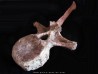 dinosaure vertebra: TRICERATOPS HORRIDUS
