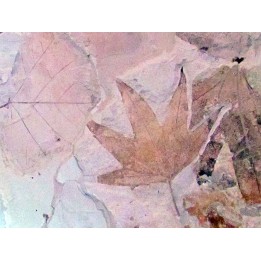 Sycamore - Platanus wyomingensis - Populus willmattae