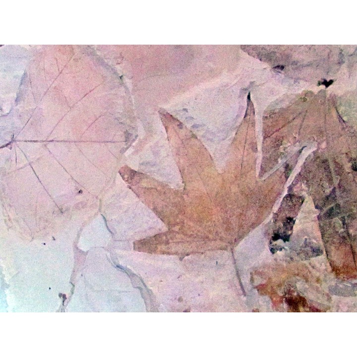 Sycamore - Platanus wyomingensis - Populus willmattae