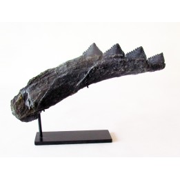 shark teeth: EDESTUS HEINRICHI (3)