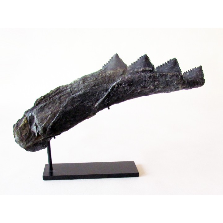 shark teeth: EDESTUS HEINRICHI (3)
