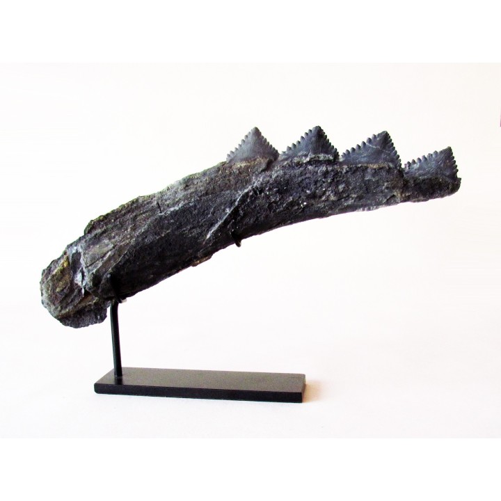 shark teeth: EDESTUS HEINRICHI (3)