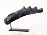 shark teeth: EDESTUS HEINRICHI (3)