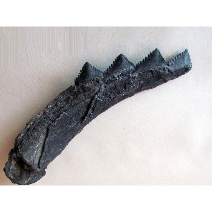 shark teeth: EDESTUS HEINRICHI (3)
