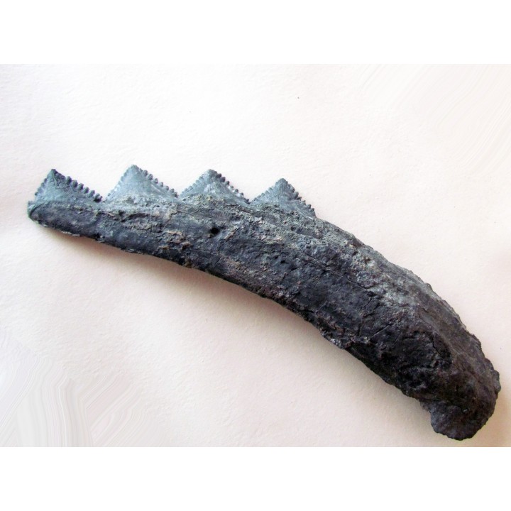 shark teeth: EDESTUS HEINRICHI (3)