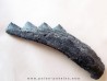 shark teeth: EDESTUS HEINRICHI (3)
