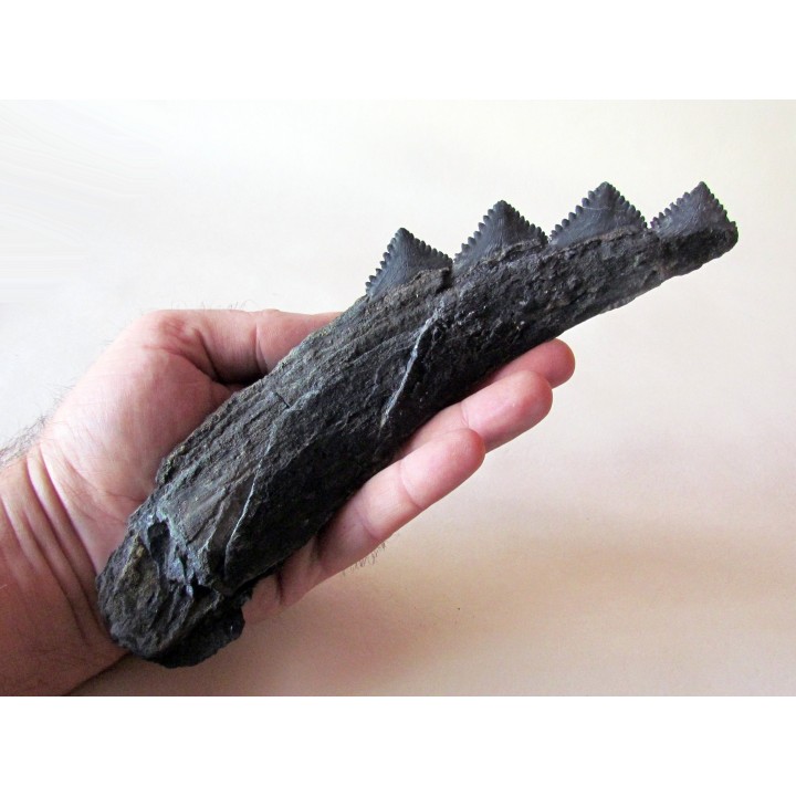 dent de requin: EDESTUS HEINRICHI (3)