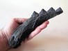 shark teeth: EDESTUS HEINRICHI (3)