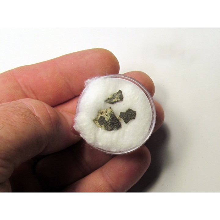 dinosaur maiasaura egg shell (1)