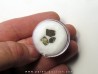 dinosaur maiasaura egg shell (10)