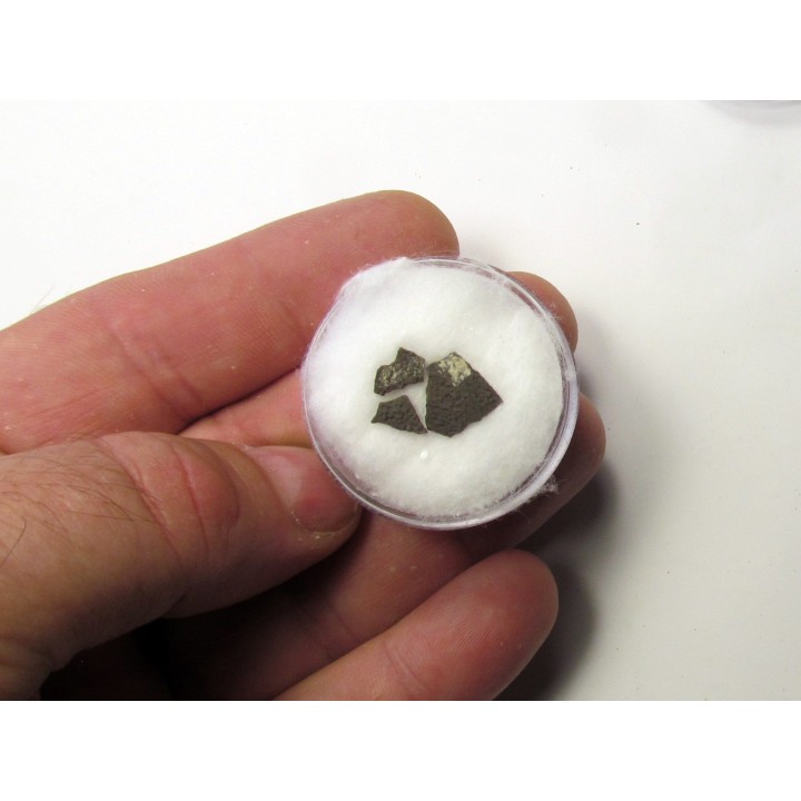 dinosaur maiasaura egg shell (12)