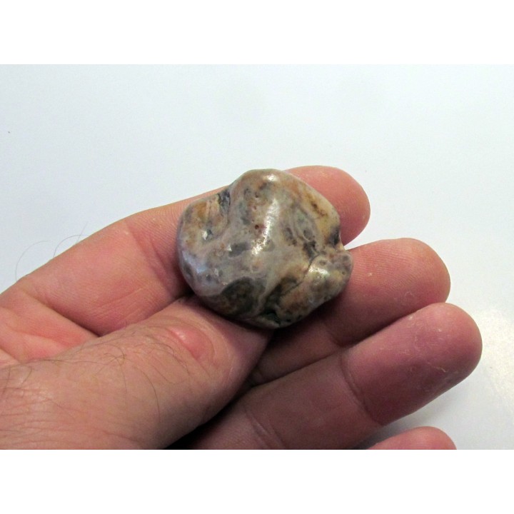 gastrolith dinosaur hadrosaure (5)