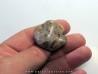 gastrolithe de dinosaure hadrosaure (5)