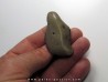 gastrolithe de dinosaure hadrosaure (6)