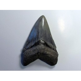 CARCHARODON MEGALODON (1)