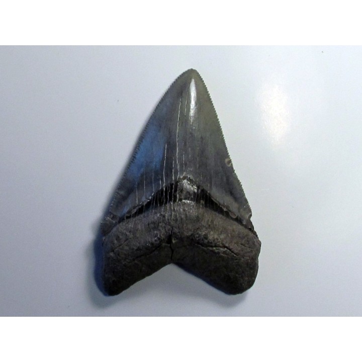 CARCHARODON MEGALODON (1)