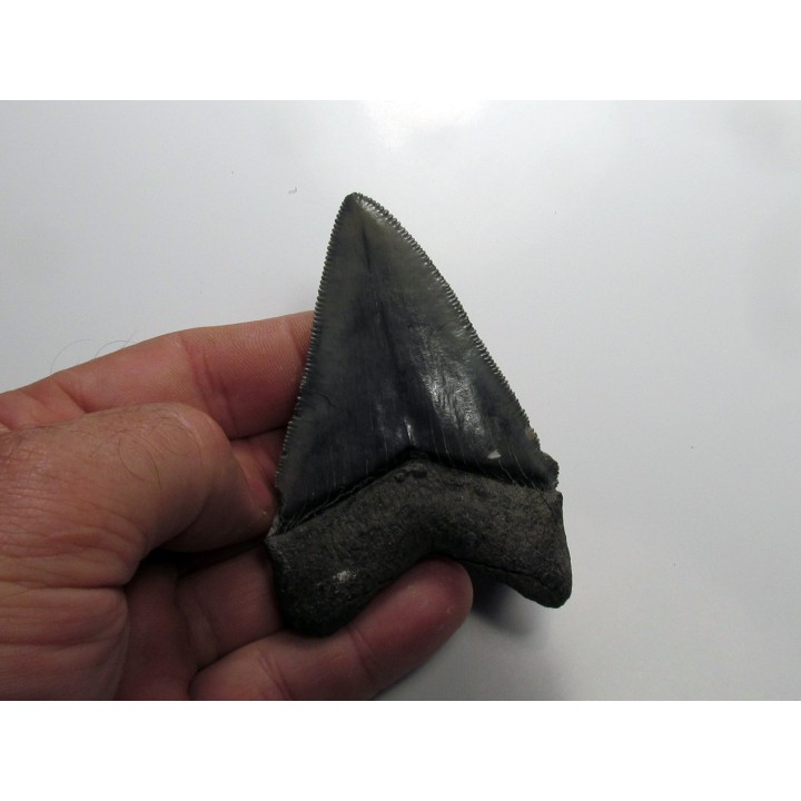 CARCHARODON MEGALODON (1)