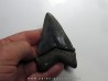 CARCHARODON MEGALODON (1)