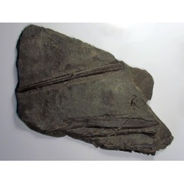 ichthyosaur muzzle : Stenopterygius