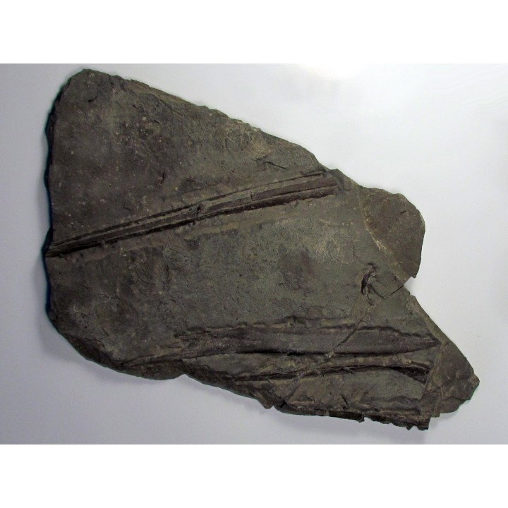 ichthyosaur muzzle : Stenopterygius