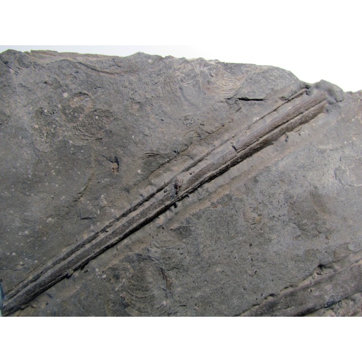 machoire d'ICHTHYOSAURE STENOPTERYGIUS