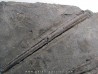 ichthyosaur muzzle : Stenopterygius