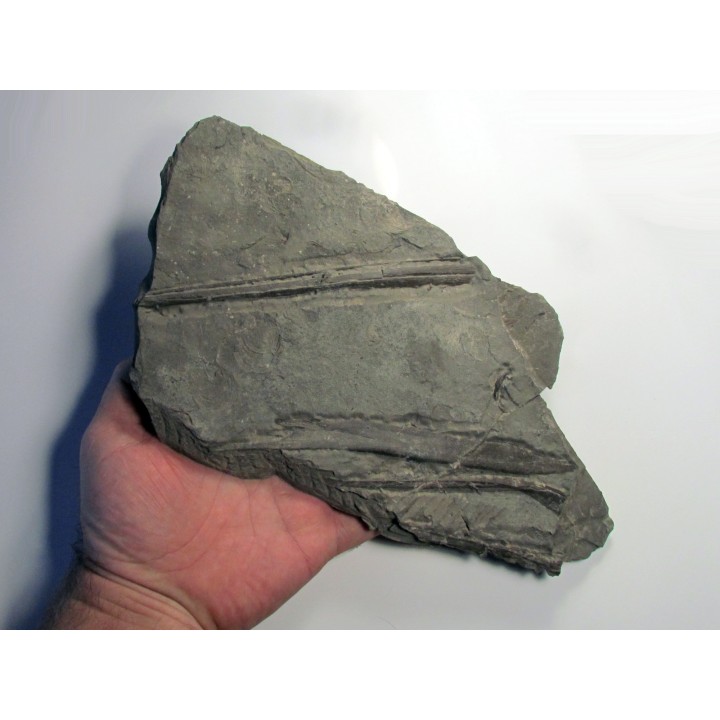 ichthyosaur muzzle : Stenopterygius
