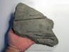 machoire d'ICHTHYOSAURE STENOPTERYGIUS