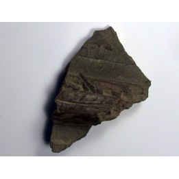 ichthyosaur tooth : Stenopterygius