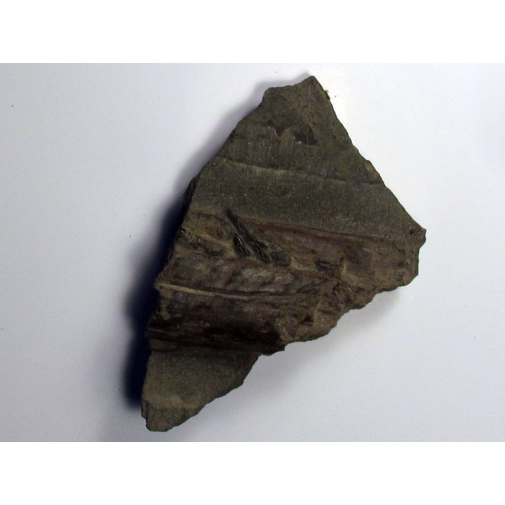 ichthyosaur tooth : Stenopterygius