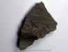 dent sur machoire d'ICHTHYOSAURE STENOPTERYGIUS